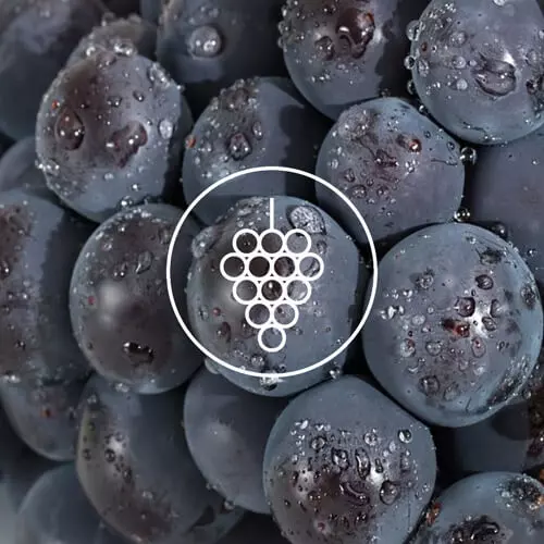 Wegańskie torebki z kolekcji Vivo zostały wykonane ze skór owocowych i roślinnych, w tym Wineleather - skóry z winogron, co potwierdza certyfika PETA Vegan Approved